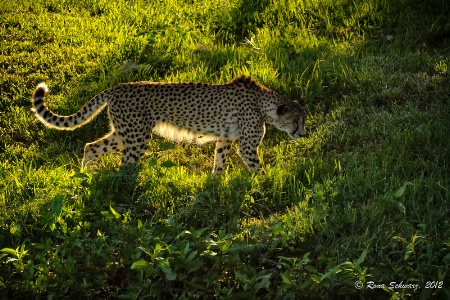 Morning Cheetah