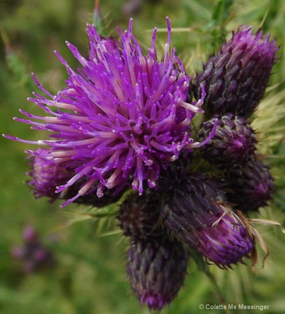 purple thistle 2012