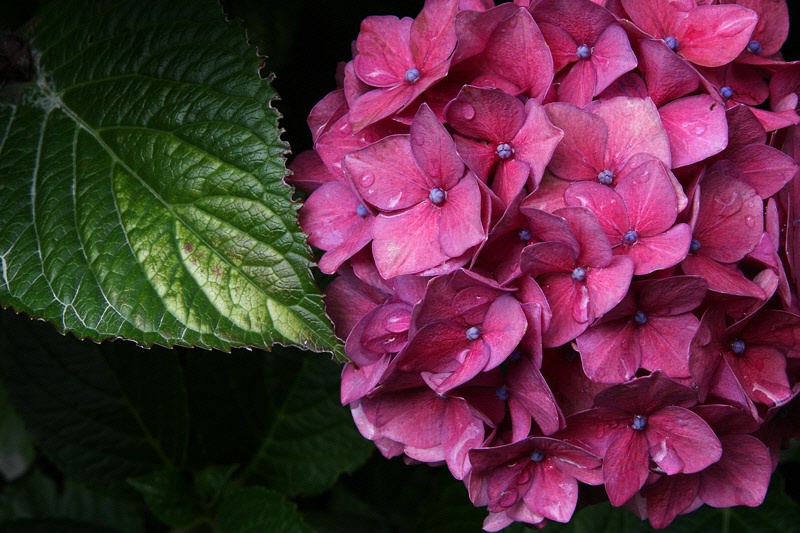 Pink hydrangea