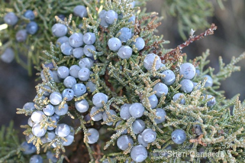 Juniper Berries - Oregon - ID: 13159774 © Sheri Camarda