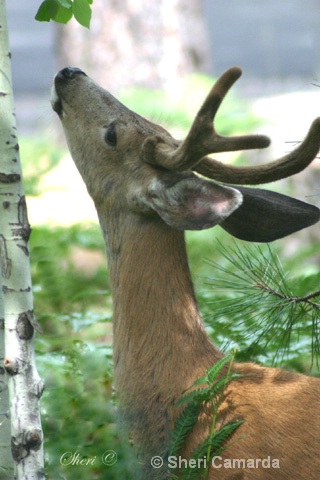 Black Butte Ranch, Oregon - ID: 13159778 © Sheri Camarda