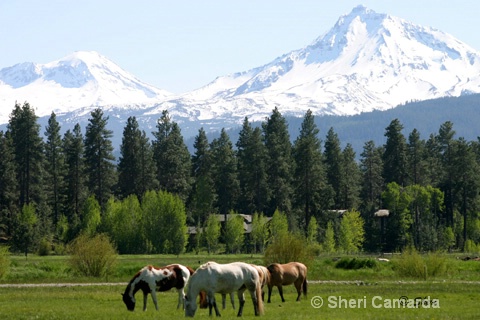 Black Butte Ranch, Oregon - ID: 13159781 © Sheri Camarda