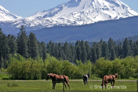 Black Butte Ranch, Oregon - ID: 13159783 © Sheri Camarda