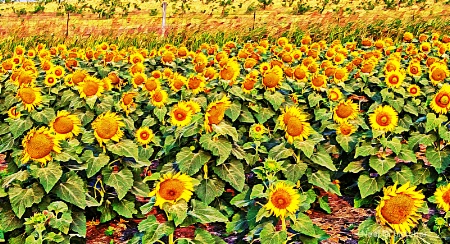 ----------"A Field of Sunflowers"---------