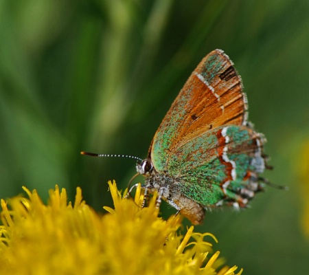 Juniper  Hairstreak  Butterfly