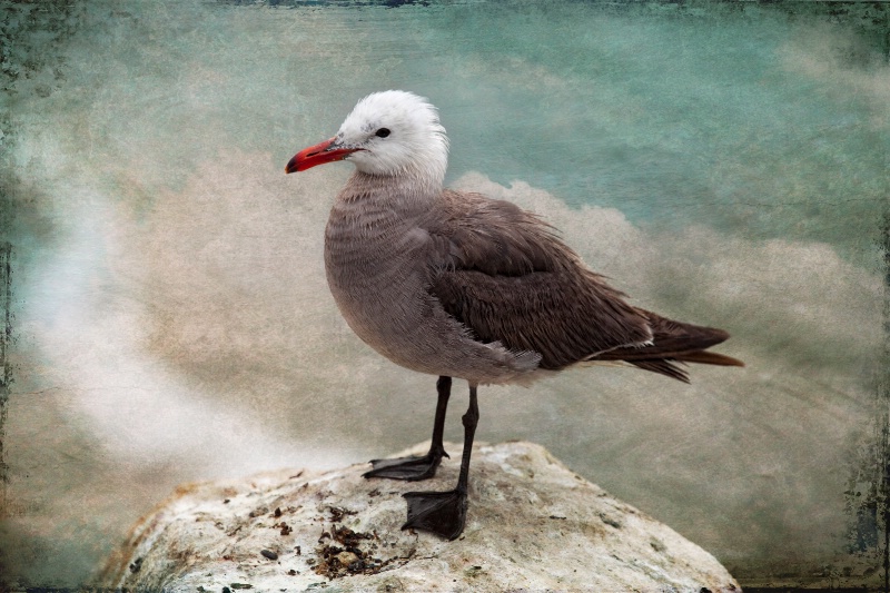 Bird on a Rock