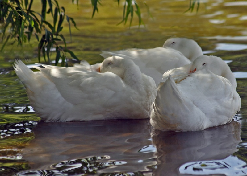 Three Dozing Ducks