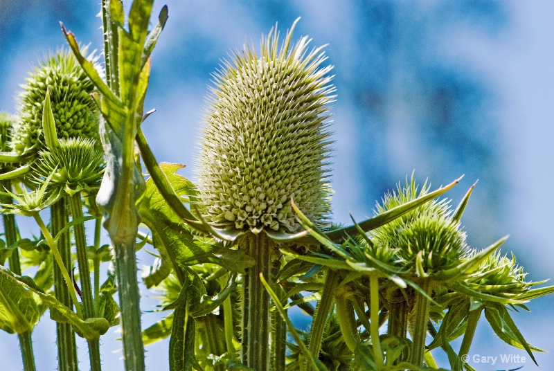 Blooming Thistle