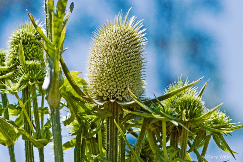 Blooming Thistle