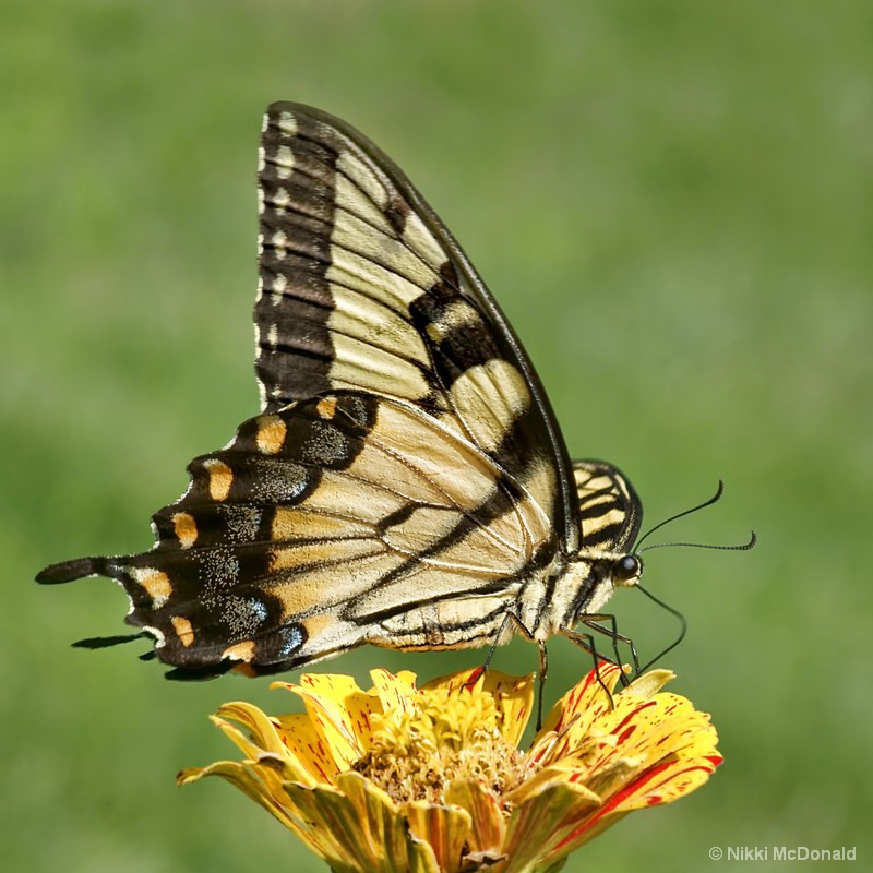 Swallowtail