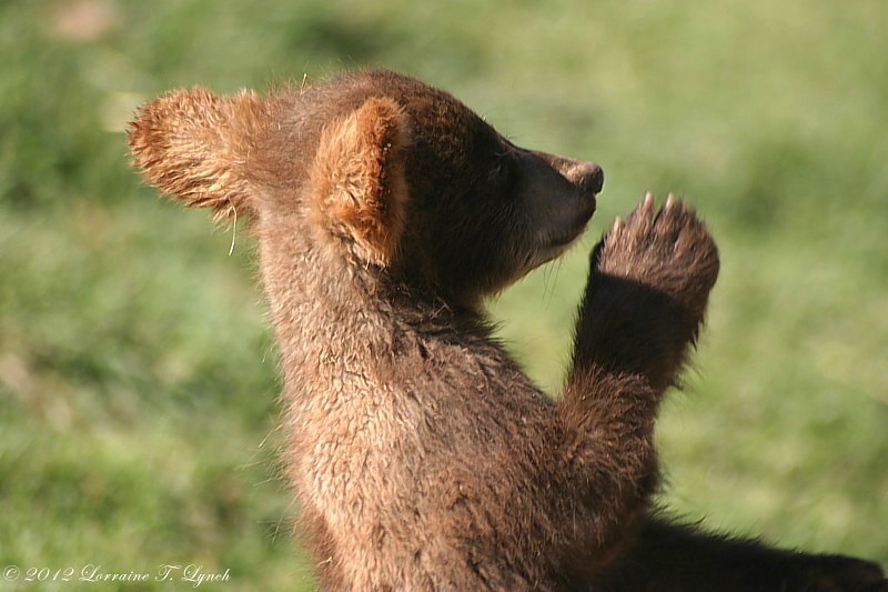 Praying Baby Bear