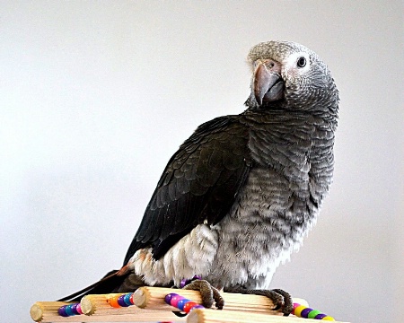  Gray Parrot
