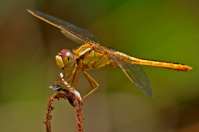 Dragonfly - ID: 13162597 © VISHVAJIT JUIKAR