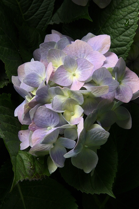 Lilac hydrangea