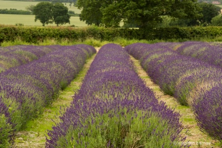 The Lavendar