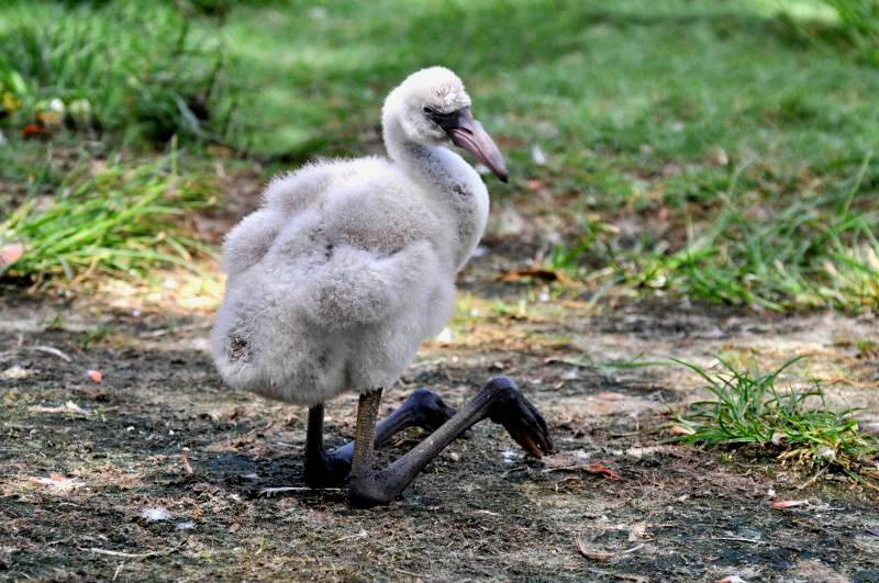 Baby Flamingo