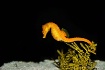 Seahorse