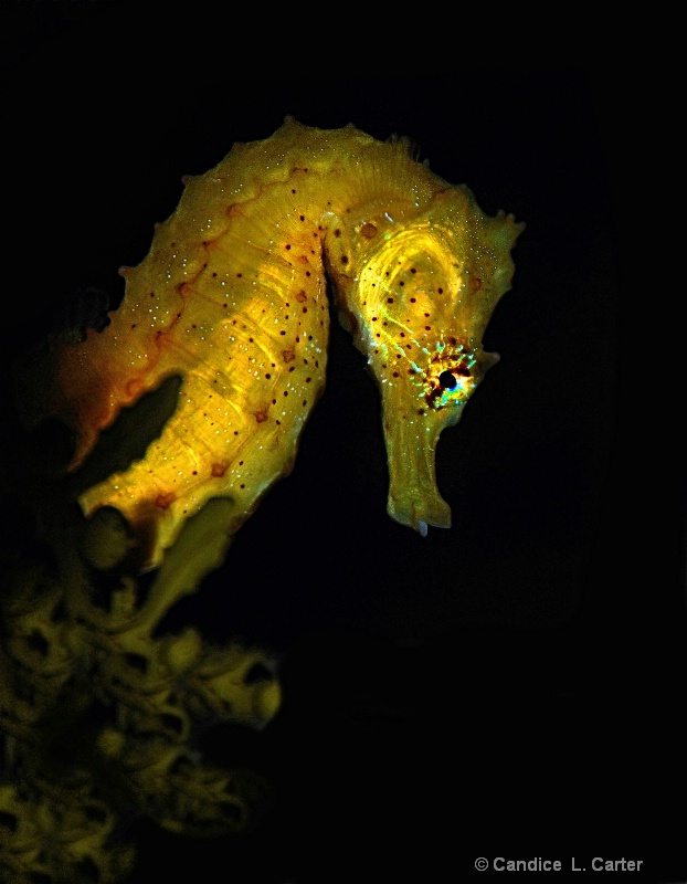 Seahorse