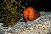 Seahorse