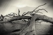 Adrift