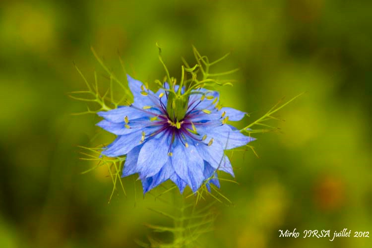 The little blue flowers