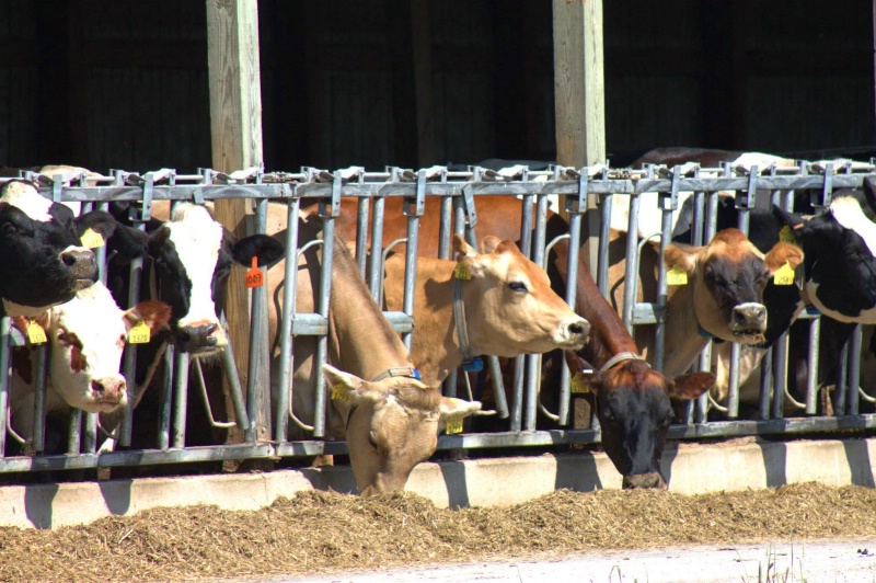 heads of cows