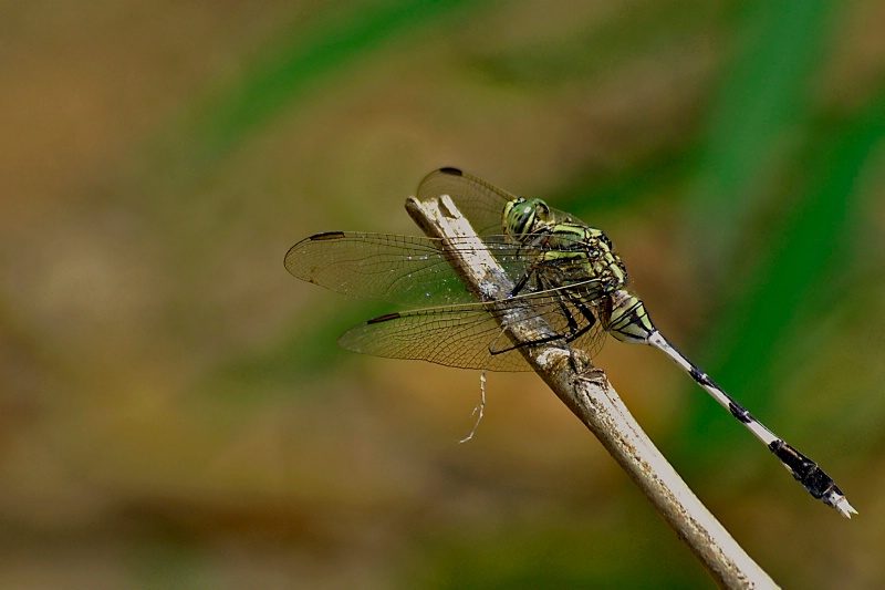 Dragonfly - ID: 13164420 © VISHVAJIT JUIKAR