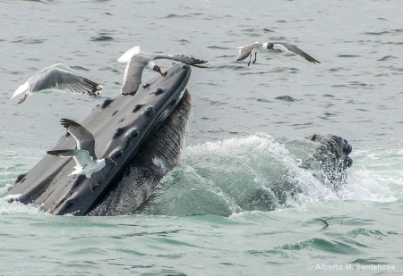 A Whale of a mouth