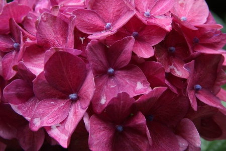 Pink hydrangea detail