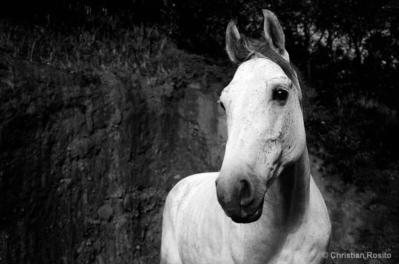 White horse