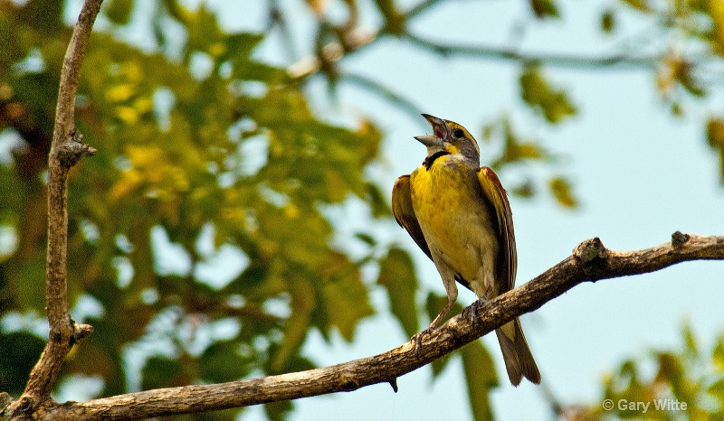 Singing Dickcissel 