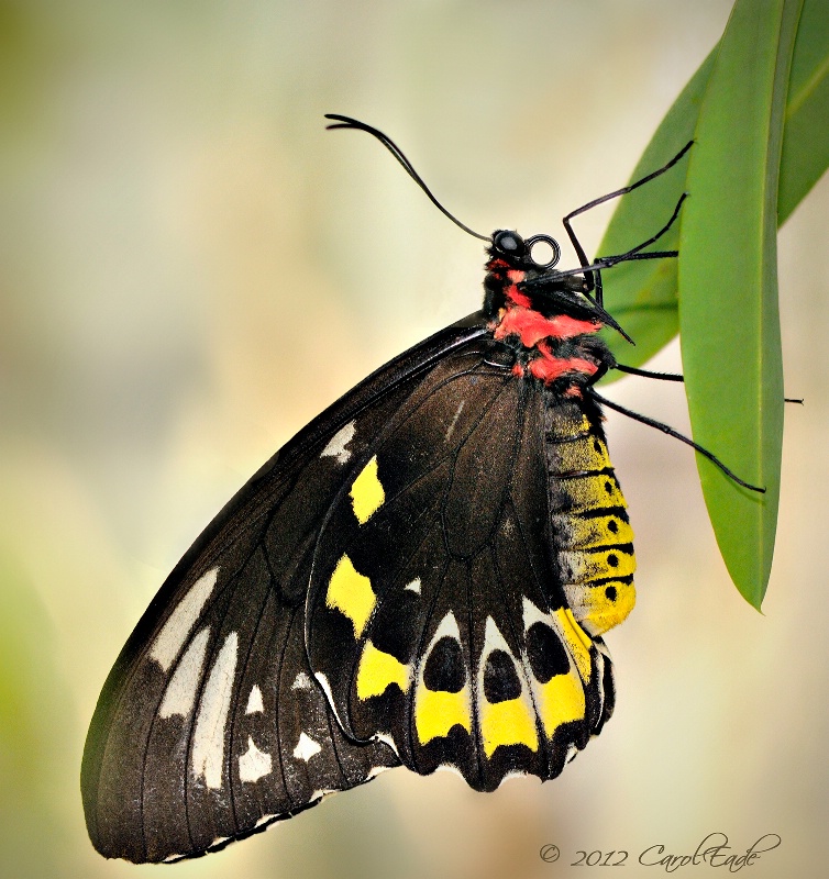 Lady Birdwing - ID: 13165709 © Carol Eade