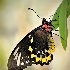 2Lady Birdwing - ID: 13165709 © Carol Eade