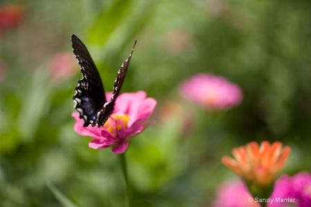 Butterfly and a field of zinnias