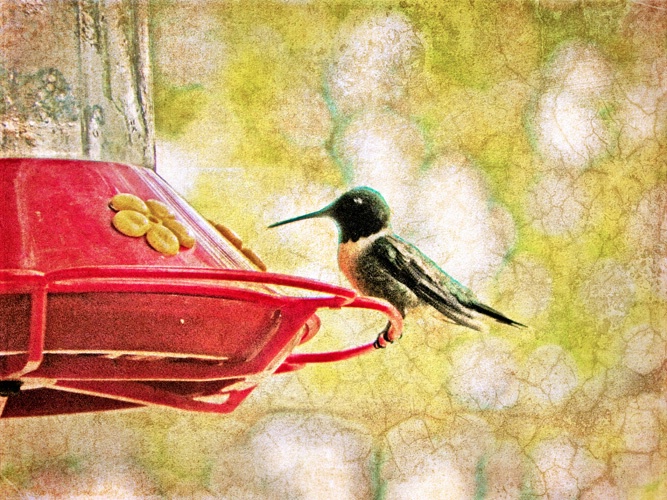 ~ Hummingbird ~