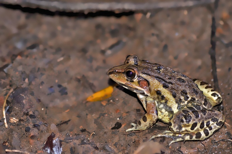 Bull Frog - ID: 13165846 © VISHVAJIT JUIKAR