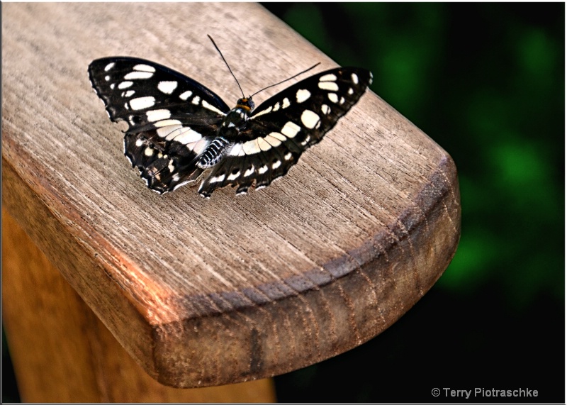 Resting Spot - ID: 13166316 © Terry Piotraschke