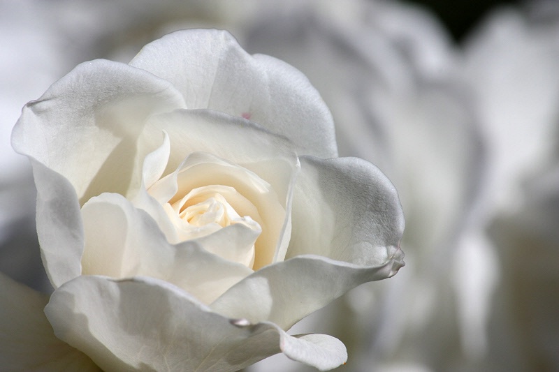 White rose