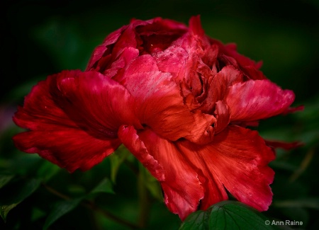 Blood Red Peony in Full Bloom
