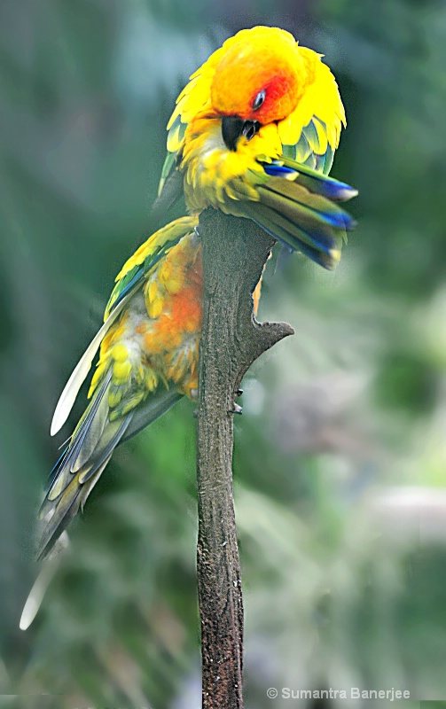 beautiful parrots  habitat south america-2