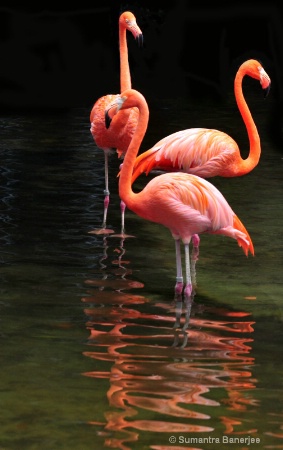 three caribbean flamingoes