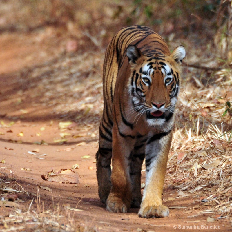 territory patrol  tadoba  india