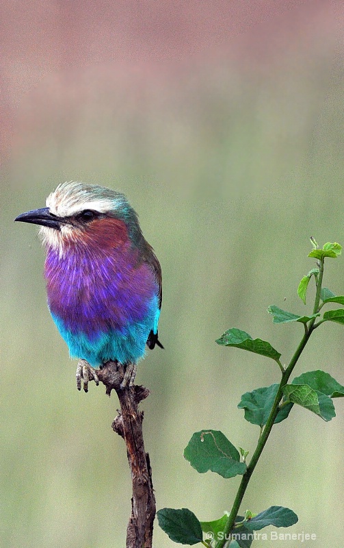 lilac breated roller  kenya