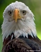 Enduring Spirit