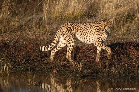 Cheetah 1206