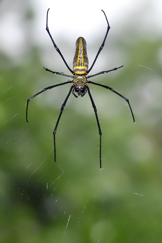 Wood spider - ID: 13167680 © VISHVAJIT JUIKAR