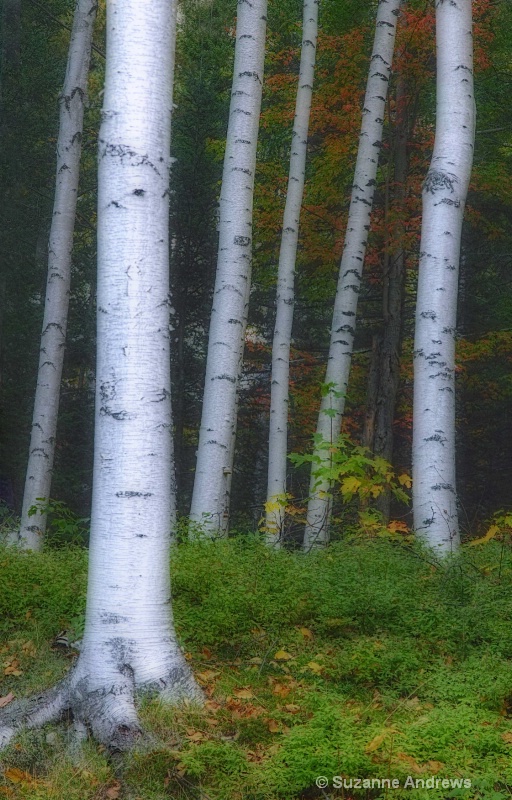 Birch Grove - ID: 13167694 © Suzanne Andrews