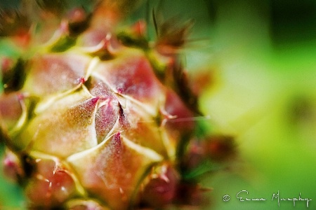 Cactus Bud