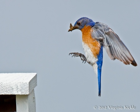 Coming in for a Landing