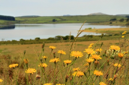 Lakeside Weeds